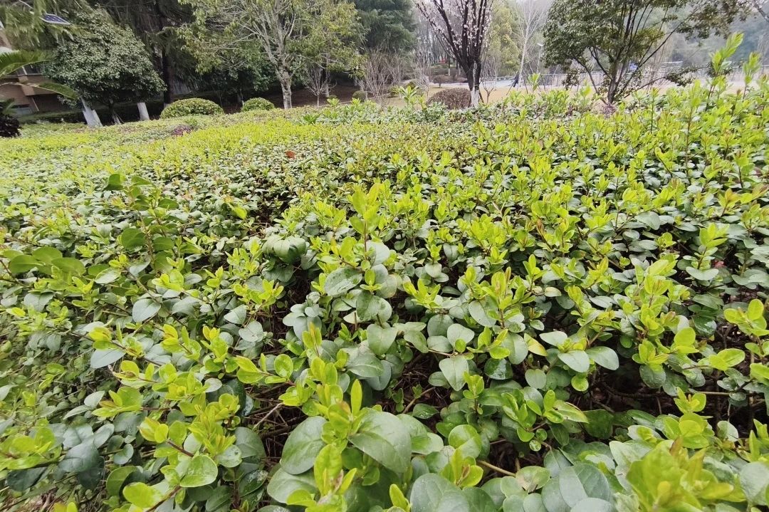湖南保安服務(wù),墻外高空清洗服務(wù),湖南保利天創(chuàng)物業(yè)發(fā)展有限公司